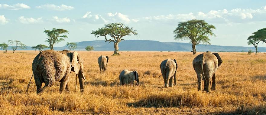 3 Days  Tanzania Budget Safaris